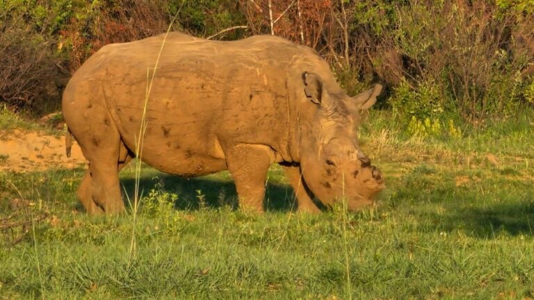 10 Day Kruger Park, Victoria Falls & Cape Town Comfort Safari